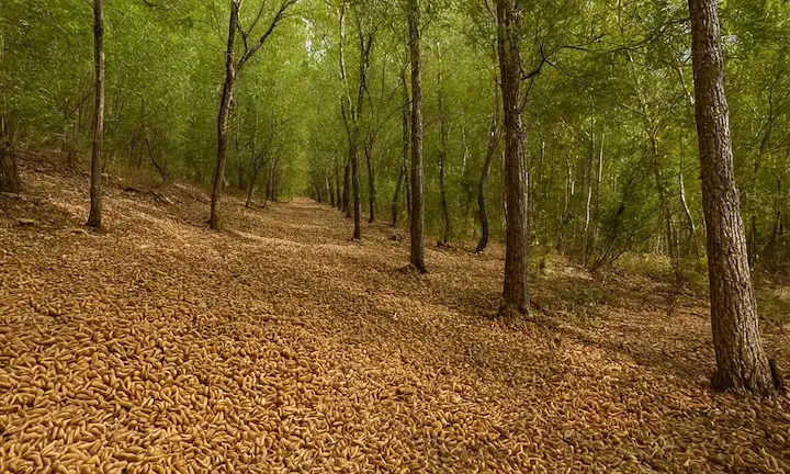 Enjambre sin fin en el ecosistema español del panal, enfrentan desafíos como la invasión y perspectivas futuras. En este escenario. El largo caminado del higo asiático gigante en España: un reto complejo (La larga caminata de la gigante asiática polilla cera en España: un reto complejo) en España: invasión, impacto y futuro...