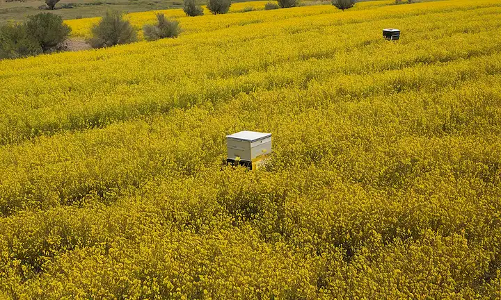 Invasión de abejas españolas que conduce a la recolección de resina, efectos ambientales y posibles resultados futuros. Vista aérea de la flora española afectada por las especies invasoras que potencialmente provocan consecuencias ecológicas a lo largo del tiempo, concretamente en la flora que carece de inmunidad a la capacidad de las abejas para producir y consumir cera de abejas (BxW). También se señala que el uso de BxW tiene consecuencias para la economía y el desarrollo local. La imagen incluye varias plantas sometidas a daños, carcasas de insectos, posiblemente incluyendo bajas humanas, e imágenes que sugieren estrés general o disminución potencial de los hábitats afectados por esta fuerza invasiva; todo enmarcado dentro de un claro contexto ambiental destacando los efectos significativos en la flora.