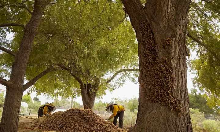 Una abeja asiática gigante dañando un árbol mientras los trabajadores se reúnen saltando de él en un área urbana con implicaciones futuras. (Título sugiere Impacto de la abeja asiática gigante en el ecosistema y su impacto futuro en España)