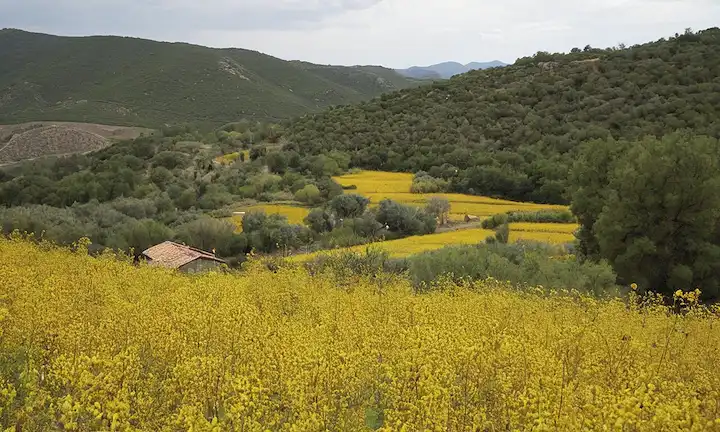 Experto discutiendo la naturaleza invasiva y el impacto a largo plazo en la salud de las abejas de miel en la flora nativa española usando un modelo gigante asiático de supercolonia. Las perspectivas futuras de mantener el equilibrio ecológico en medio del desarrollo innovador también forman parte del debate.