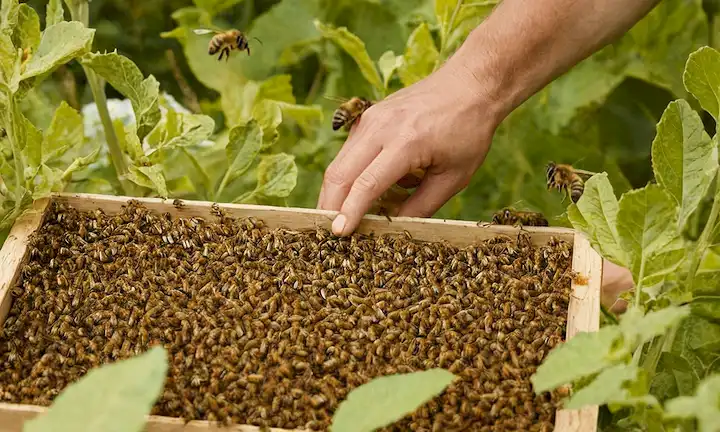 Trabajador removiendo cuidadosamente una especie de abeja invasiva de su jardín en España rural con preocupaciones ambientales y desafíos potenciales. Se examinan las consecuencias futuras para los esfuerzos de ordenación y conservación sostenibles.
