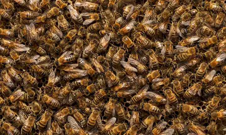 Un enjambre de abejas gigante asiáticas invadiendo España al tiempo que muestra los peligros potenciales e impactos sobre el medio ambiente. En el futuro. (Traducción: La llegada de la abeja gigante asiática a España: una amenaza invisible de la abeja gigante asiática de resina en España: invasión, impacto y futuro.)