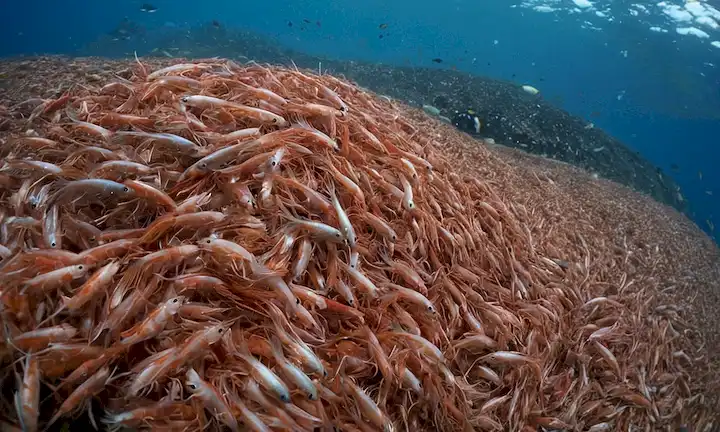 Un grupo de animales marinos incluyendo krill (pequeños camarones como crustáceos), pingüinos y peces multicolor nadando en el vasto Océano Antártico. Usando un globo como referencia, la imagen también podría incluir la Tierra en este enorme y dinámico ambiente acuático. Las ilustraciones coloridas que muestran cada criatura podrían añadir a la descripción.