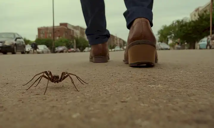 Una persona caminando en una calle de la ciudad y viendo numerosos artrópodos (insectos, arañas, etc.) escondidos bajo sus zapatos. El título se refiere al descubrimiento de artrópodos en zapatos de pueblo durante un estudio de 2015 financiado por los Institutos Nacionales de Salud de los Estados Unidos. La escena representa este descubrimiento inesperado hecho a través de una encuesta de personas caminando sobre una calle urbana en sus zapatos cotidianos.