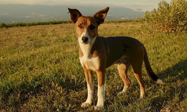 El texto analiza los marcos legales y regulatorios para la protección de los animales abandonados en España. Esta breve definición contiene información pertinente, sin mencionar leyes, nombres o entidades específicas. Proporciona un contexto importante en la legislación sobre bienestar animal en una nación determinada.