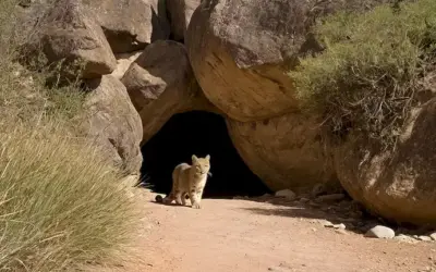 Un salvaje gigante solitario (Güeppotus) vigilando una entrada a una cueva en las montañas de los Andes
