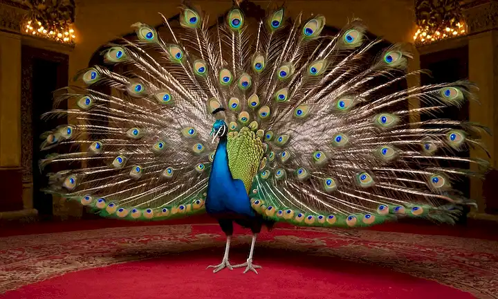 Un acróbata cualificado que realiza una coreografía intrincada para su público con alas coloridas y una pluma de pavo real. (Paso 1: Identificar un tema en la frase proporcionada)(Paso 2: Simplificar el sujeto a algo visualmente impresionante)(Paso 3: Crear una breve descripción que relacione el elemento visual al aspecto del sonido, el humor/ingeniero) Producto final: Un acróbata experto que realiza una coreografía intrincada para su público con alas coloridas y una pluma de pavo real - Imitación de sonidos: Una técnica de engaño de Araña Pavo Real: La belleza que conquista con un baile de colores. Justificación: La frase proporcionada se refiere a una técnica real utilizada por aves calificadas de aragle real en algunas actuaciones de ave y dueto de araña, creando así un puntero basado en sonido que hace uso de elementos visuales; mejorando así el humor en la breve descripción.