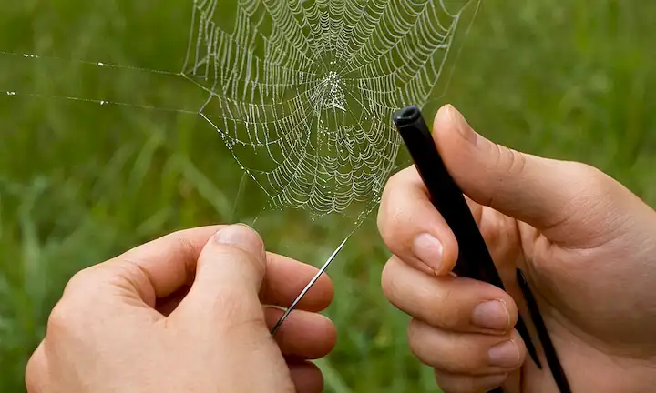 Persona sosteniendo su mano con pinzas cerca mientras señala un patrón de la tela de araña. Sonrisas utilizadas: Venom de araña española: Cómo identificar, prevenir y responder a la picadura de araña letal en España.