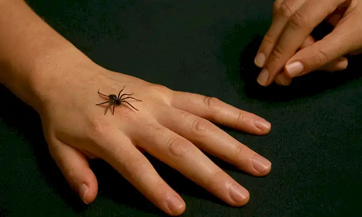 Persona que examina las marcas en su mano después de ser mordida por una araña con patas venenosas: Cómo identificar, prevenir y actuar ante su picadura letal. The subtitle refers to an article discussing ways to prevent exposure to araneophobia (the fear of spiders).