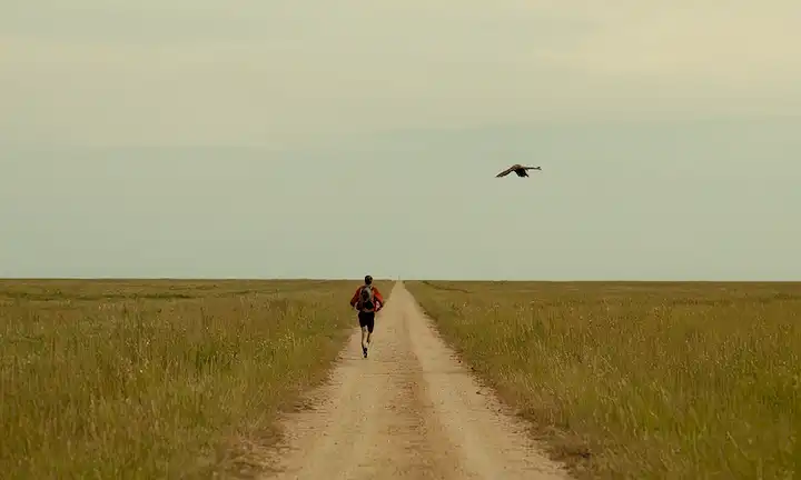 Persona huyendo de la vista con un pájaro en la distancia, posiblemente insinuando un desafío o misión relacionada con este animal. El texto analiza los estudios y secretos ecológicos detrás de lograr el equilibrio durante cortas distancias. Esta breve descripción es una combinación de numerosos campos científicos como ecología, biología de la aviación, física y matemáticas.