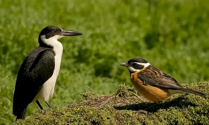El amante de la naturaleza toma medidas para proteger las especies en peligro contribuyendo recursos y conocimientos. La frase española se refiere a las razones por las que preservar las aves en materia de peligro y discute cómo las diferentes especies se ven afectadas por la deforestación, el cambio climático y otras amenazas.