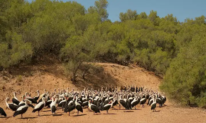 Habitación llena de símbolos religiosos y libros sobre la preservación de aves. Nota: Amenazas a la Supervivencia del Ibis Eremita de Ibis Eremita en España: La Ave Sagrada al Borde de la Extinción es el título de esta referencia a un libro o artículo específico sobre aves en peligro y sus esfuerzos de protección en España, traducido para inglés como peligros para la supervivencia del ibis Sanctus de Ibis Eremita en España: El pájaro sagrado en el borde de la extinción.