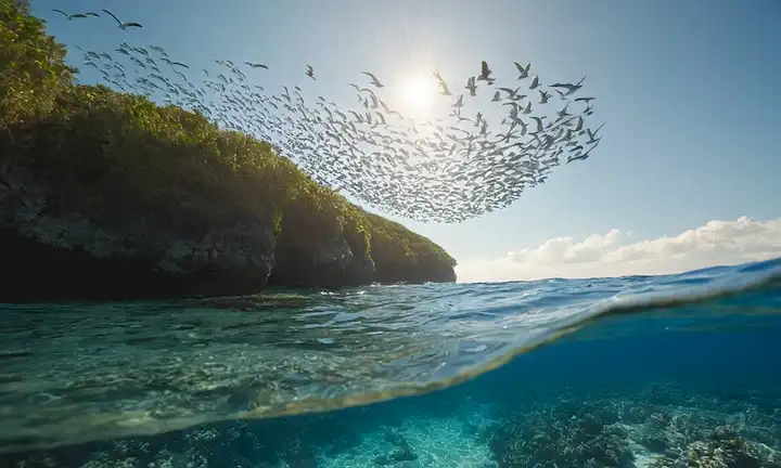 océano azul 3D, arrecifes de coral, escuelas de peces, gaviotas volando sobre la cabeza, sol brillando, olas suavemente a la orilla, la vida marina diversa nadando juntos, algas marinas balanceando en la corriente