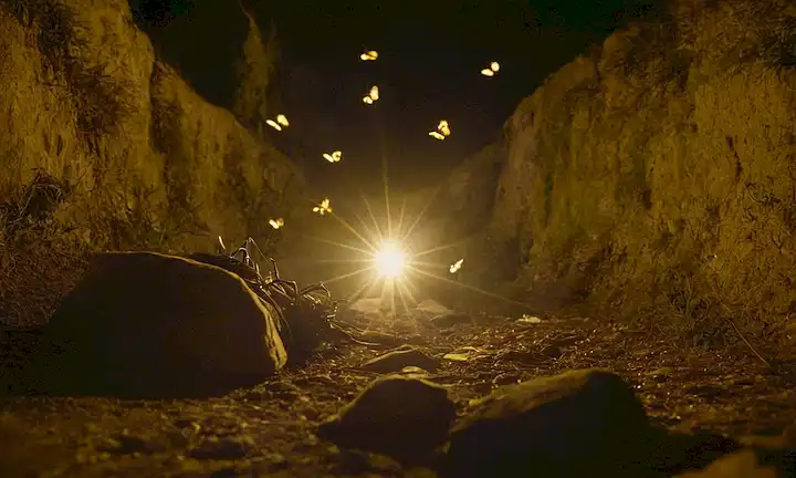 Una serie de imágenes interconectadas que representan varias secciones de La Fototaxis, mostrando el misterio de atracción entre objetos, con insectos volando hacia la luz (luz). Título en letra pequeña. ORLuz y Atracción: Una Ciencia por Explorar - Texto pequeño debajo de texto grande.