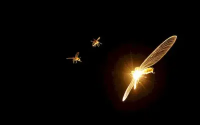 Pequeñas criaturas voladoras emitiendo luz brillante de sus cuerpos en un fondo oscuro