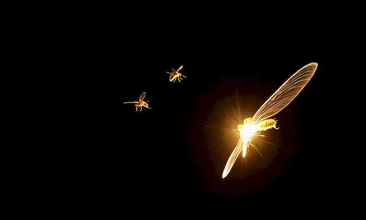 Pequeñas criaturas voladoras emitiendo luz brillante de sus cuerpos en un fondo oscuro