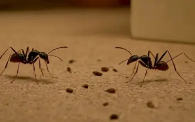 Persona pisando una hormiga deslumbrada rodeada de trampas de bricolaje y artículos para el hogar.
