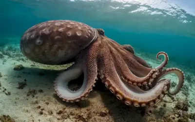 Un pulpo masivo mirando desde debajo de una ola oceánica cerca del horizonte. La frase en español es El ojo más grande del mundo: la mirada fascinante de la almeja gigante