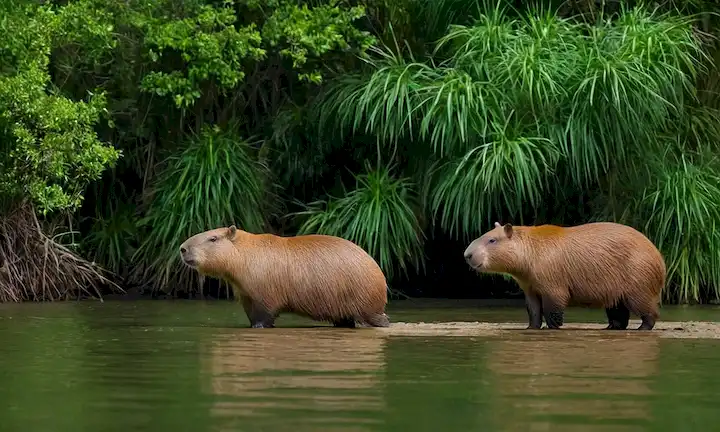Capybaras sudamericanas en su hábitat natural, rodeado de exuberante vegetación.