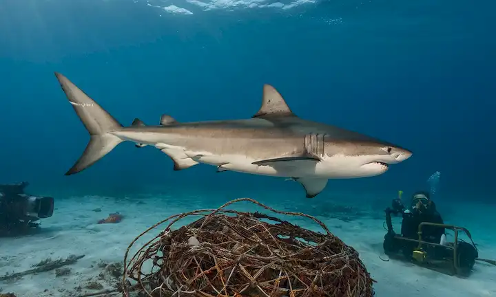 Tigre tiburón nadando en medio de la contaminación del océano, con equipos industriales y redes de pesca en el fondo.
