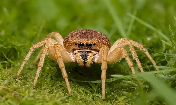 Lotes para descubrir en los campos de fútbol del mundo Mushroom Giants: 1. (Traducción al inglés: Conclusión: Un mundo para explorar los campos de fútbol gigantescos araña.) En esta frase, parece que se está realizando una exploración o investigación completa sobre un gran hongo llamado Armillaria ostoyae encontrado en campos de fútbol. Esto podría sugerir un interés científico o exploratorio en la biología y ciclos de vida asociados a estos hongos. El hongo gigante: 1. se refiere a The Giant Spider: 1.. En este libro, esta es su primera publicación sobre The Giant Spider. Un gigante de araña podría aparecer como una metáfora para un evento o desafío inusual. Ciertamente podría implicar que los autores de El hongo gigante están haciendo frente a tal entidad y compartiendo sus hallazgos con lectores laicos. Las frases un mundo por descubrir (un mundo a explorar) indican que todavía hay mucho que encontrar o descubrir, lo que sugeriría su posiblemente una exploración fascinante sobre estas áreas o temas que los autores consideran dignos de seguir investigando. Por último, 1. significa la primera parte de la información dada. Denota la 1. novela que proporciona esta explicación detallada de lo que va a venir en su secuela (2 o más) - un misterio intrigante y exploración de la vida en campos de fútbol asociados con hongos gigantes llamados Armillaria ostoyae. En general, combinando el mundo del descubrimiento, los campos de Mushroom Giant y el fútbol alude al amplio alcance y la complejidad potencial que implica esta exploración. El hecho de que el título de la obra sea referenciado añade una capa de intriga que podría atracar el interés de los lectores.