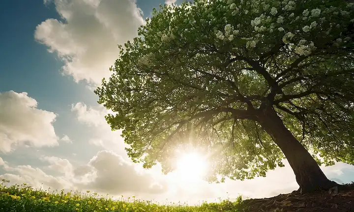 Árbol de 3 hojas, vegetación, flores, luz solar, nubes, fondo terrenal, presencia humana mínima, ambiente sereno, armonía natural