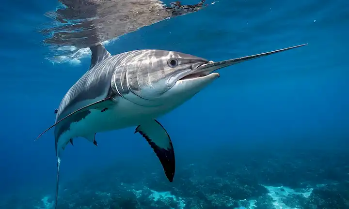 Un pez marlín masivo con su corazón como característica central bajo la superficie de un mar azul claro. Esta imagen simboliza la fuerza y la resiliencia, ambas cualidades asociadas con criaturas magníficas como el marlín. En esta frase Un Gigante Filtrador de Ballena Azul: Gigante del Mar, Corazón de la Mitología, se traduce en A Blue Marlin Fish Filter: Giant of the Sea, Heart of Mythology in English. Esto se refiere a una figura legendaria de la mitología marina que a menudo se cree que es la encarnación de la fuerza, la pureza y la sabiduría. Deja romper los elementos:1) Un Gigante Filtrador - El término Gigante significa gigante o enorme mientras Filtran significa filtrar en el sentido de purificar algo. Esta frase se llama después de un famoso mito marino sobre un magnífico pez marlín que no sólo filtra el agua sino también lleva un corazón.2 Marcas de puntuación: :, ; y --. Estos símbolos de puntuación, en particular --, tienen significados especiales según el contexto:1) --: usados para denotar el comienzo de una nueva idea o concepto.2) : denota la conexión lógica o relación entre dos conceptos (como después de la muerte de Napoleón..., ).3) ! utilizado para la negación (como en !París), pero también a veces significa no sólo al final (como en Este es el bien, donde se refiere a algo más). En esta frase particular, el uso de -- introduce una nueva idea - una figura legendaria o mítica asociada con la fuerza y la sabiduría. Los conceptos posteriores profundizan esta imagen, creando una narrativa intrigante sobre estas criaturas legendarias. Para resumir: Es una frase que describe algo de un mito o una historia —tal vez ligada a cuentos antiguos de peces marlín que encarnan buenas cualidades como fuerza, pureza y sabiduría.