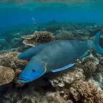 Ballena Azul: Gigante del Mar, Corazón de la Mitología