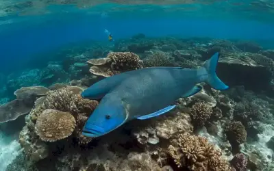 Lago Azul: El Pescado gigante del Mar