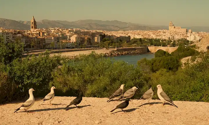 Aves (cotingas) invadiendo ciudades españolas y su lucha por adaptarse en medio de la urbanización. En inglés: Invasive Birds: A Problema We Cant Ignore - How They Conquered Our Spanish Cities.