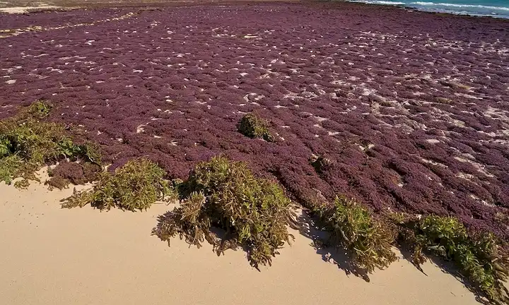 Escena de playa cubierta de algas macizas, Sargassum de color marrón flotando en la orilla, enredado entre conchas y leña, con curiosas gaviotas volando sobre la cabeza, erosión costera visible en el fondo, luz solar arrojando largas sombras sobre la arena, un sentido del caos y la crisis ambiental