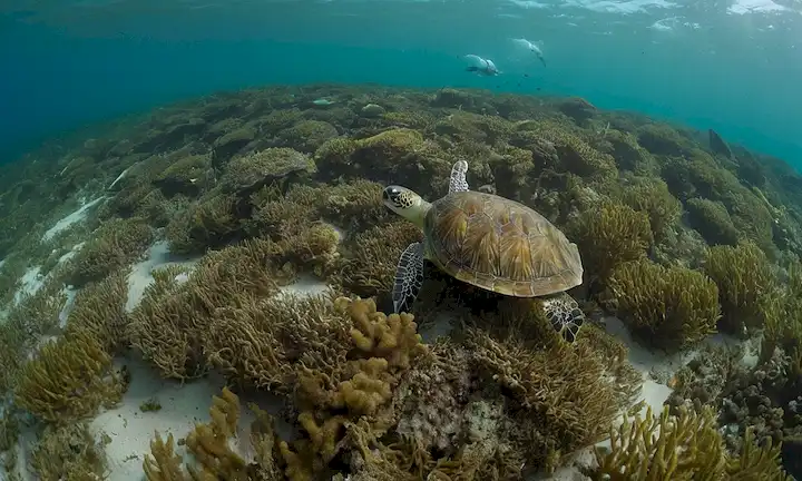 Mantas de algas verdes marrones oceánicos, pistas en corriente, rodeadas de escuelas de peces pequeños, pequeños crustáceos se asientan a través de fondo arenoso, tortugas marinas forraje entre los hilos de Sargassum, y medusas flotan serenamente por encima