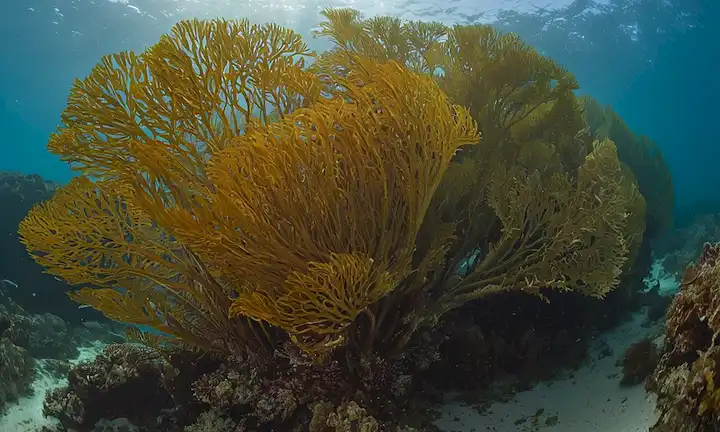 Bosques de algas, color marrón dorado, paisaje oceánico, heladas onduladas, crecimientos parecidos a las algas, enormes fanáticos del mar, mundo submarino, vida marina en medio, maravilla natural, significado ecológico