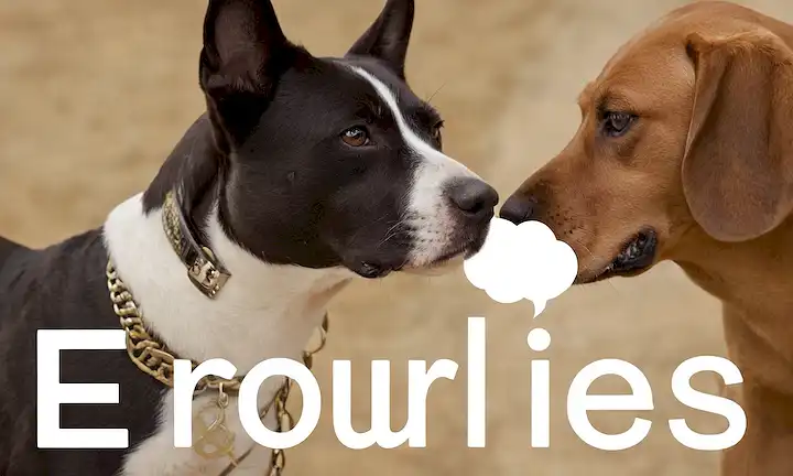 Persona con burbujas de texto en capa sobre una imagen de un perro o gato consultando con un etólogo (equino conductista) con varios signos de dólar, símbolos de comprobación de salud y beneficios de la psicología animal para perros y gatos.