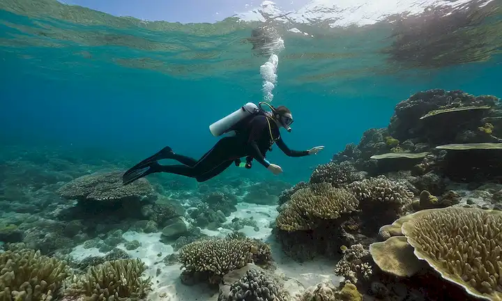 Dos buzos submarinismo en aguas claras señalando a varias especies marinas, aludiendo a la importancia de preservar los hábitats naturales. La frase podría ser reformulada como una orientada a la acción como Identificar y eliminar peces invasivos de este lago o arrecifes de coral preserve para las generaciones futuras.