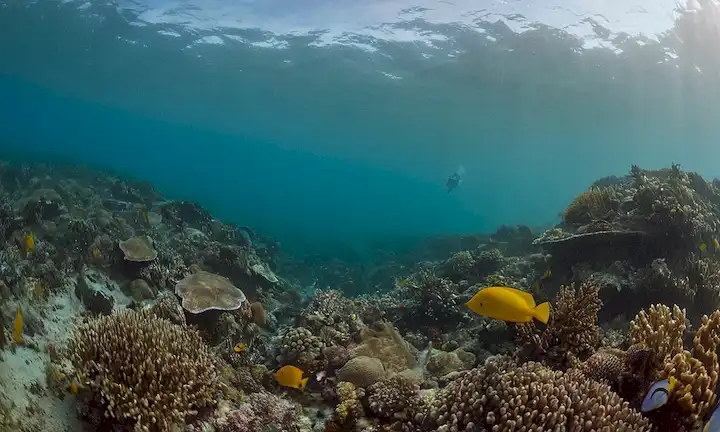 Un océano diverso de vida marina vibrante visto a través de la lente de cámara entre las nubes de contaminación y emisiones de carbono sobre las aguas del Pacífico. (Ignora los términos científicos.)