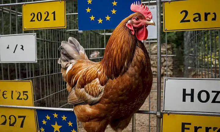 Una gallina en una jaula junto con señales de advertencia y banderas de la UE, con un calendario marcado el año 2027.