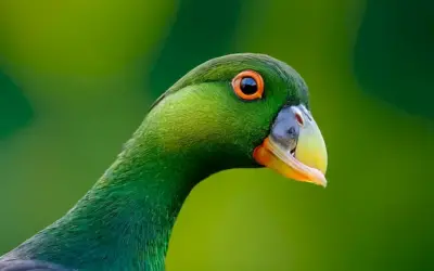 Guacamajo personificado adornado en verde esmeralda con una disposición soleada que simboliza esperanza y renovación después de décadas de extinción debido a los esfuerzos de conservación en el Grebe de Spixs. Esto se presenta como una forma abstracta