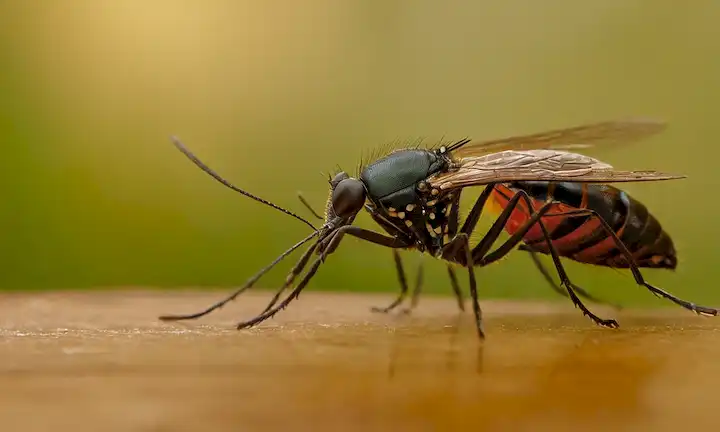 Un hogar seguro y libre de insectos con 7 métodos caseros de control de plagas para eliminar mosquitos, hormigas y cucarachas.