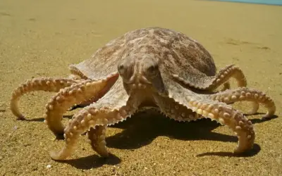 Una gran criatura marina observada cerca del menos conocido Mar Menor e instrucciones sobre cómo manejar ser atacado por tales criaturas peligrosas. En inglés
