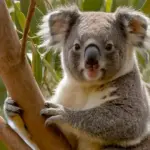 Koalas en Peligro: Australia Declara al Icono Nacional Especie en Peligro de Extinción