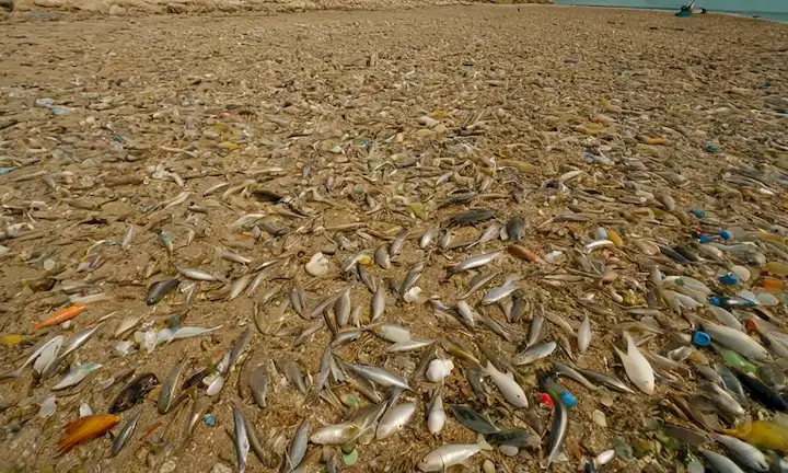 erizos cubiertos de residuos plásticos, escena de playa contaminada con pequeños animales marinos atrapados, escombros de plástico rotos en un arrecife de coral, botellas desechadas y bolsas flotando cerca de una costa, fragmentos de plástico q<center><img data-lazyloaded=