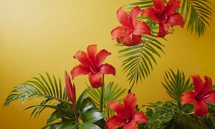 Colores vibrantes, flores tropicales, vegetación exuberante, entrelazada con tonos rojos y naranjas brillantes, representando la pasión y la energía, contra un cálido fondo amarillo o dorado
