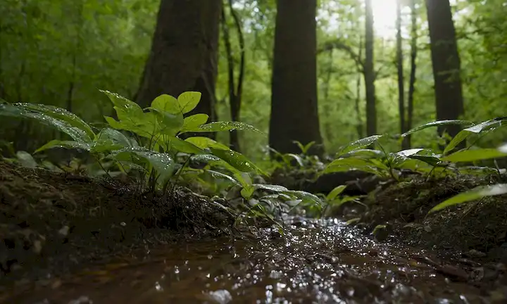 Árboles, hojas, ramas, vegetación, bosque, naturaleza, luz solar, sombras, tierra, suelo, gotas de agua, lluvia, precipitación, medio ambiente sostenible, ecológico, biodiversidad, hábitat, ecosistema<center><img data-lazyloaded=