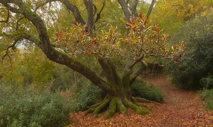 Árbol de madrona español maduro con hojas de otoño vibrantes, maduración de fruta en ramas, rodeado de frondoso suelo de bosque con hierbas silvestres y plantas comestibles, atmósfera sutil, pared de piedra rústica o tronco de árbol antiguo en el fondo, tonos terrenales predominantes