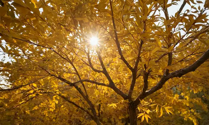 follaje de otoño, ramas de árboles madroño con bayas, fondo rústico de madera, luz de caída sutil, tonos dorados cálidos, hojas y tallos entrelazados