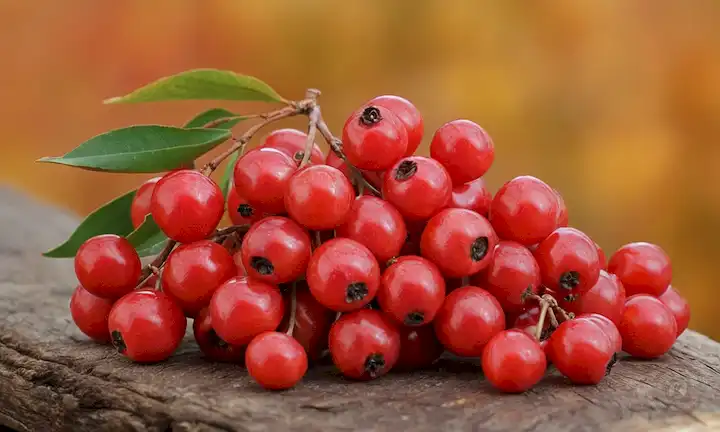 Una fruta madura y roja de arándano (Madroño) con dulzura moderada, colocada en una tabla de madera rústica, rodeada de follaje de otoño, posiblemente con algunas hojas o ramitas, transmitiendo una sensación de cosecha otoñal y sostenibilidad