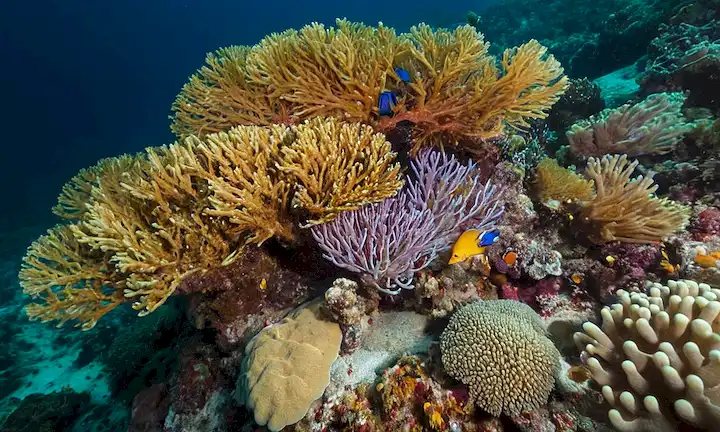 Una simbiosis como fuente de color en el fondo del océano no es azul: revelando fotos que muestran la explosión de colores en las profundidades, una compilación fotoperiodística que muestra varias vidas marinas con colores vibrantes.