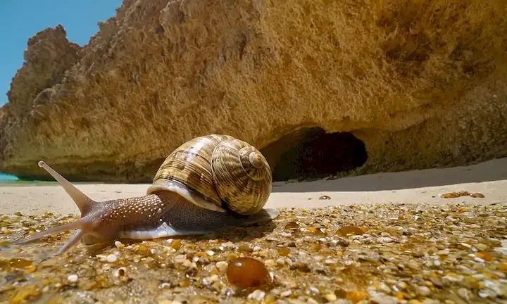 Barco en las aguas claras de una costa virgen, rodeada de vida marina de colores brillantes como un enorme caracol rinoceronte con características similares a alienígenas lava a tierra. El texto de este fragmento está escrito en español y sólo el tema que se transmite, por lo que mi adaptación de una línea en inglés sería presencia alienígena vista en costas de Murcia.