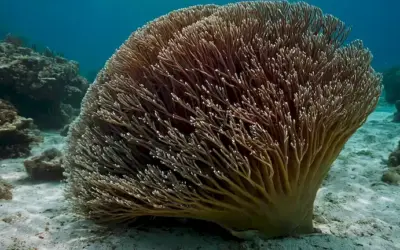 Título de una guía con información detallada sobre diferentes especies marinas encontradas en España